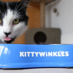 Meet Kittywinkles – The Startup Crowdfunding NI’s first Cat Cafe