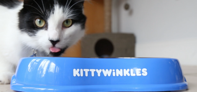 Meet Kittywinkles – The Startup Crowdfunding NI’s first Cat Cafe